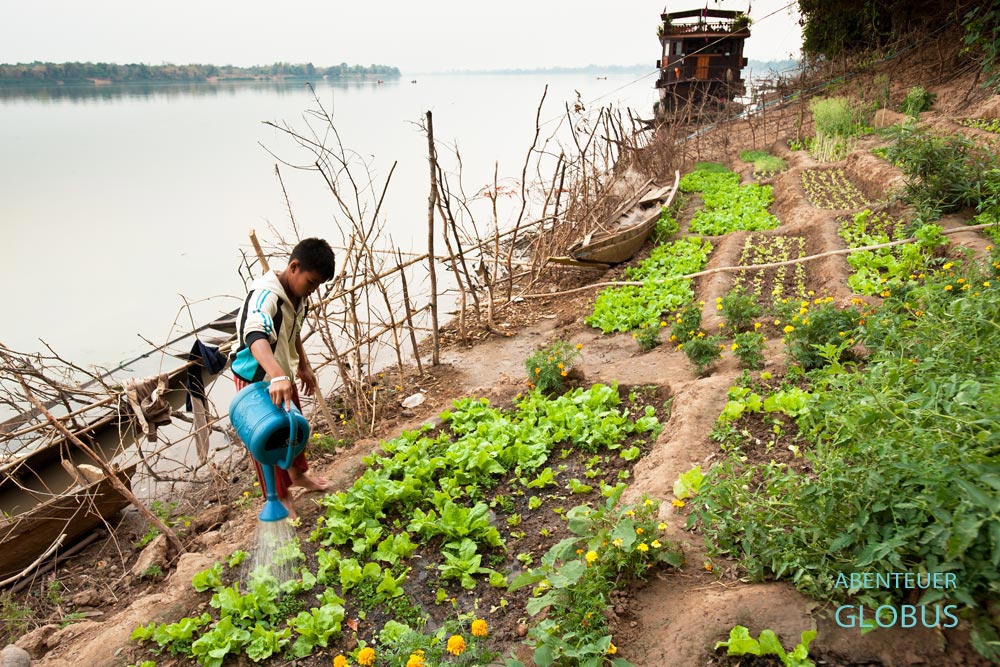 Am Abend gießt ein Laote das Gemüse am Mekong-Ufer in Ban Hung Noi bei Pakse. Im Hintergrund das vor Anker liegende Kabinenschiff Mekong Islands.