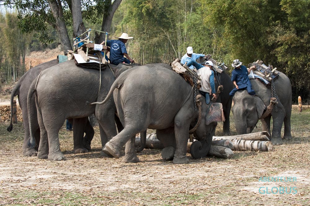 Die meisten Arbeitselefanten von Laos sind mit ihren Mahuts im Dschungel der Provinz Sayaboury tätig. Zum Elefantenfest zeigen sie ihr Können, z. B. wie Baumstämme bewegt werden.