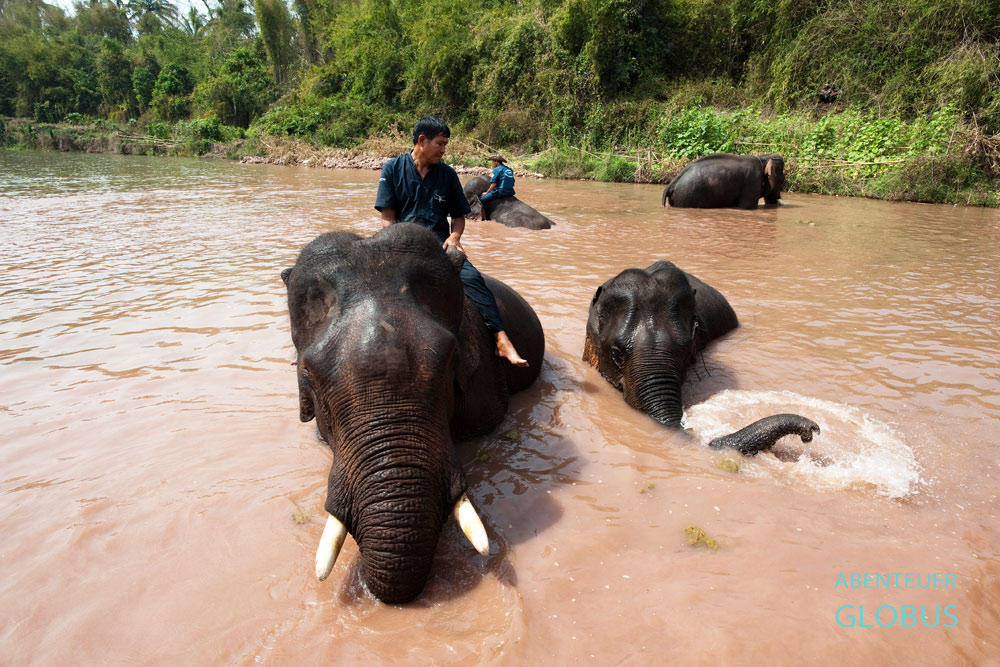 Jeder Elefant benötigt viel Pflege und ein Bad nach getaner Arbeit, wie hier im Dorfteich in Vieng Keo bei Hongsa in Laos.