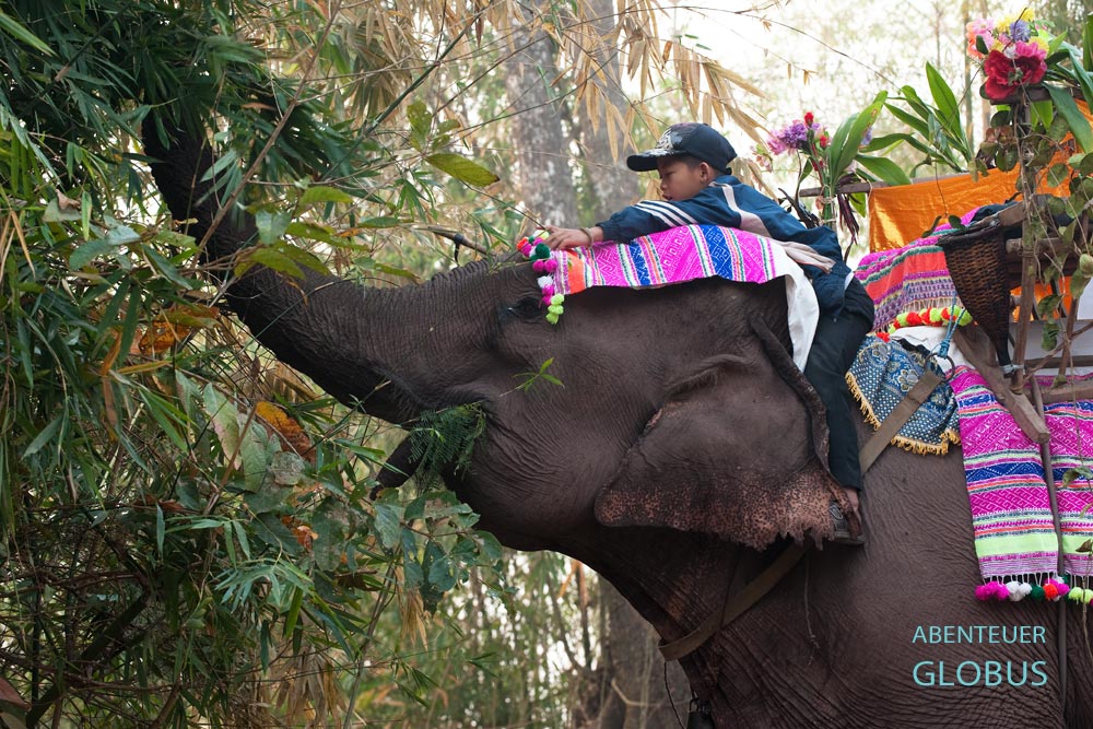Der Elefantenbulle Boun Van von Herrn Peng, hier mit Sohn Pey Wan, ist zum Elefantenfestival in Vieng Keo bei Hongsa, bunt dekoriert.
