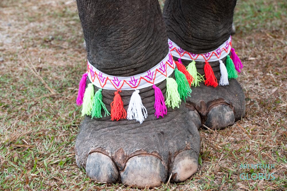 Alle Elefanten werden zum Elefantenfestival in Vieng Keo von seiner Besitzerfamilie herausgeputzt. Beinschmuck mit bunten Quasten. 