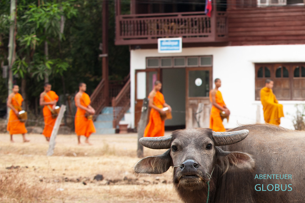 Jeden Morgen sammeln die Mönche und Novizen im Dorf Muang Khong in Si Phan Don (4000 Inseln) Almosen.