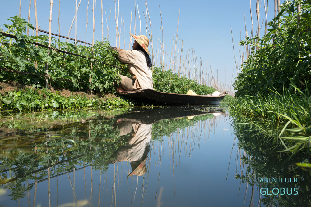 In den schwimmenden Gärten auf dem Inle-See werden meist Gemüse wie hier Tomaten angebaut.