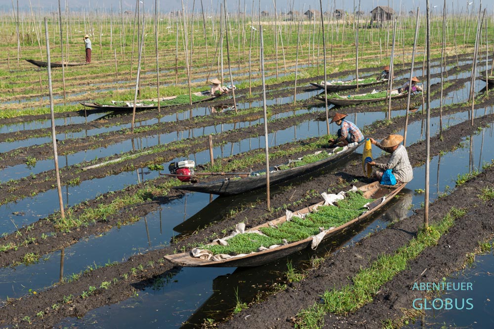 Die Frauen der Intha setzten Tomatenpflanzen in den schwimmenden Gärten auf dem Inle-See.