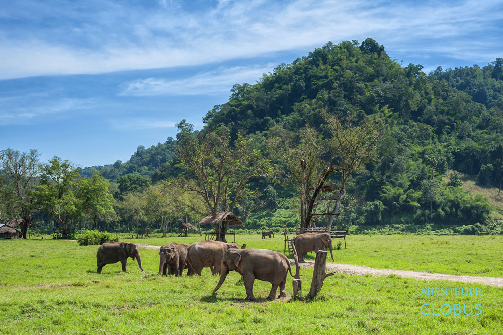 Ehemalige Arbeitselefanten im Elephant Nature Park und Elephant Haven laufen frei im Gelände umher.