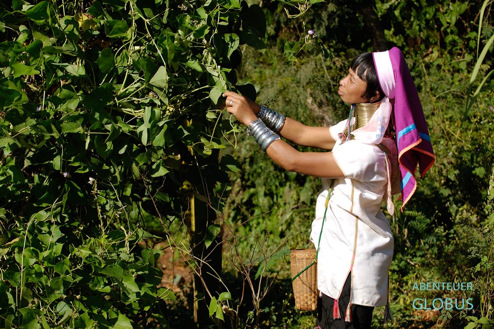 Die Padaung, auch Kayan Lahwi genannt, bauen in ihren Garten Gemüse und Obst an. Die Männer arbeiten in der Landwirtschaft und betreiben Viehzucht in der Nähe von Paoo Nangalae, Chiang Rai, in Nord-Thailand.