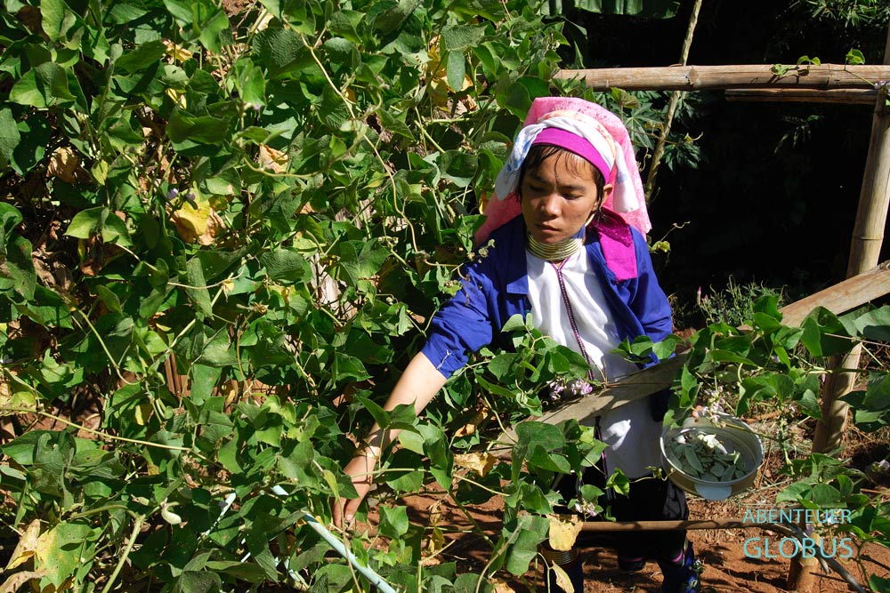 Frau der Padaung erntet Bohnen im Gemüsegarten im Long Neck Village
