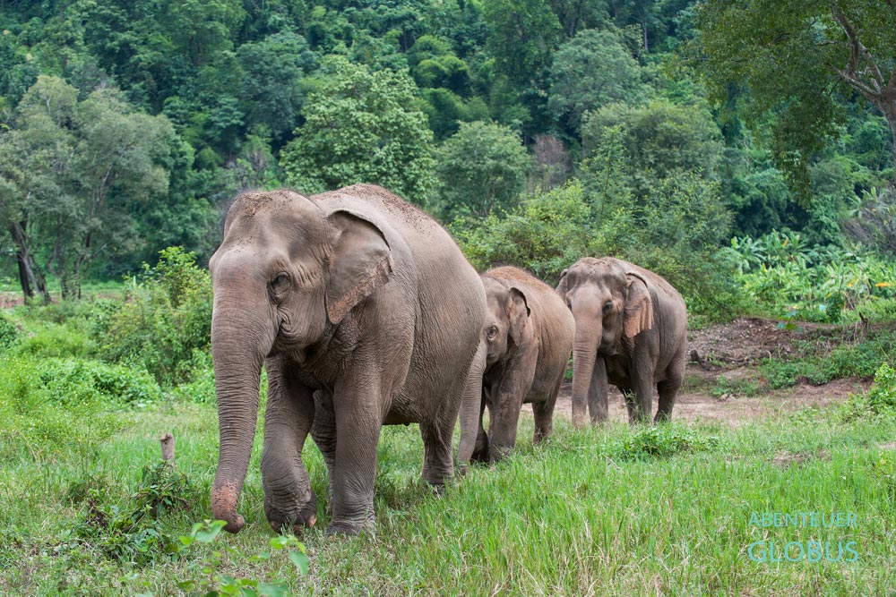Elefantenherde im Elephant Nature Park von Sangduen Lek Chailert: Tipps, Touren und Eintrittspreise.