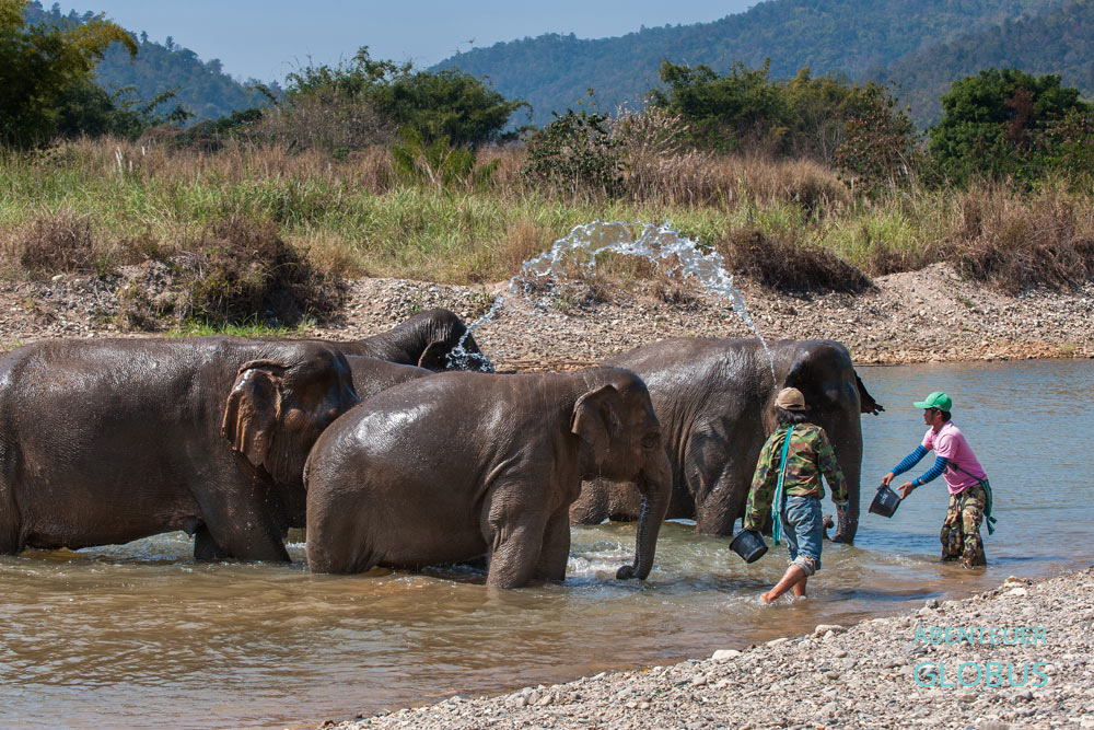 Mahuts baden und duschen ihre Elefanten im Elephant Nature Park.