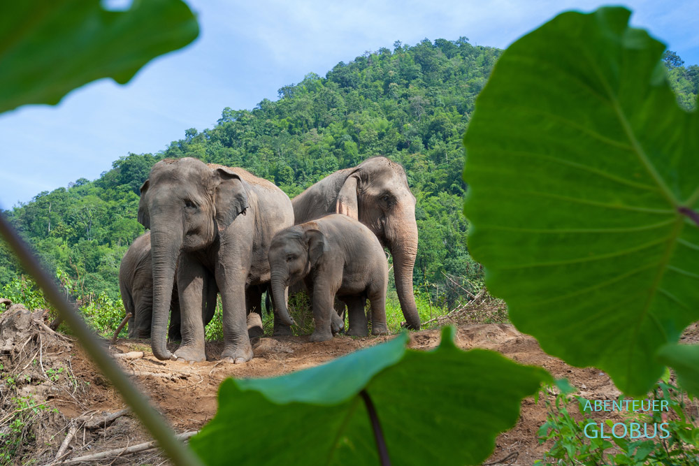 Elefantenherde im Elephant Nature Park von der Elefantenretterin Sangduen Lek Chailert.