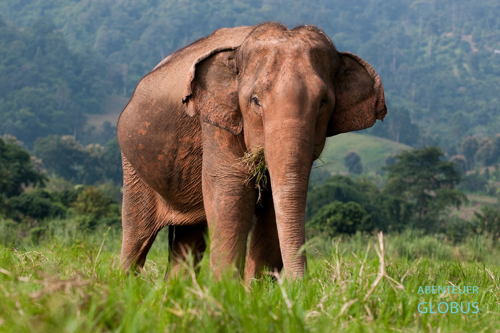 Thailand, Chiang Mai, Genüsslich futtert eine Elefantenkuh Grünzeug im Elephant Nature Park.