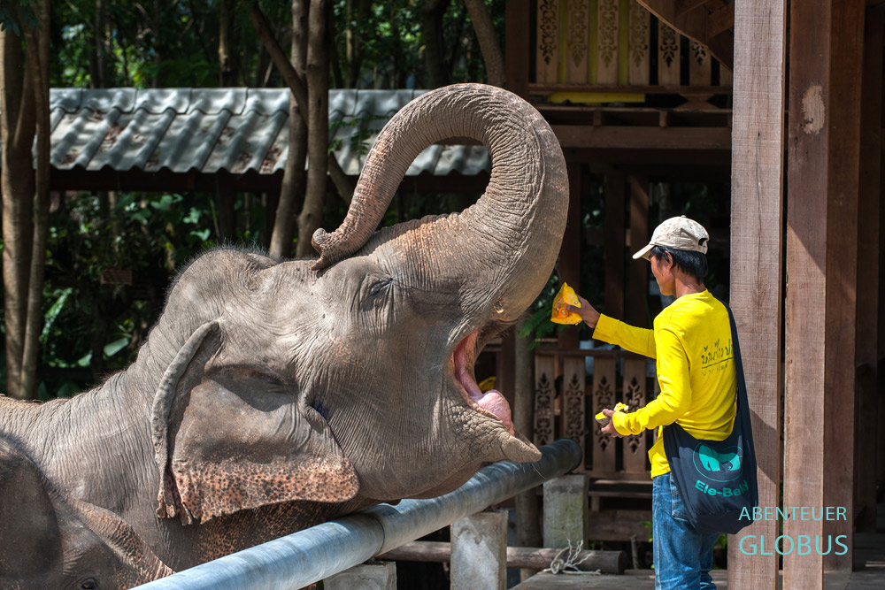 Tipps für den Elephant Nature Park: Hier werden die Elefanten gefüttert.