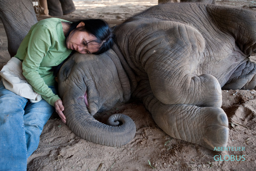Elefantenretterin Sangduen Lek Chailert kuschelt mit einem Elefantenbaby im Elephant Nature Park Chiang Mai.