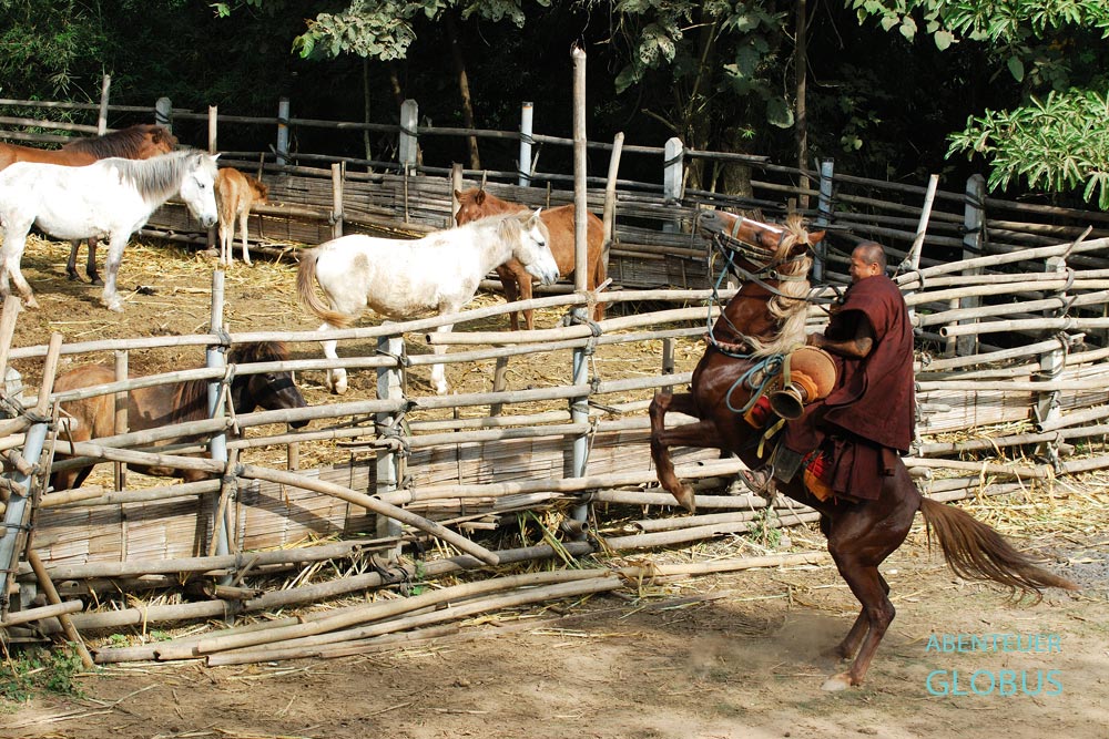 Der Abt Phra Kru Ba Neua Chai Kosito vom Kloster ‘Zum goldenen Pferd‘ in Thailand sitzt stolz auf seinem Pferd.