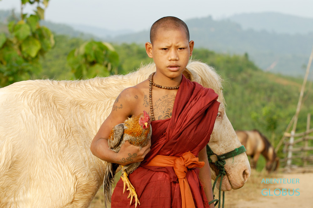 Der Novize Pansaen ist stolz auf sein Pferd Phet Thewada und seinen Kampfhahn Shogun. Er lebt im Kloster Zum Goldenen Pferd in Thailand