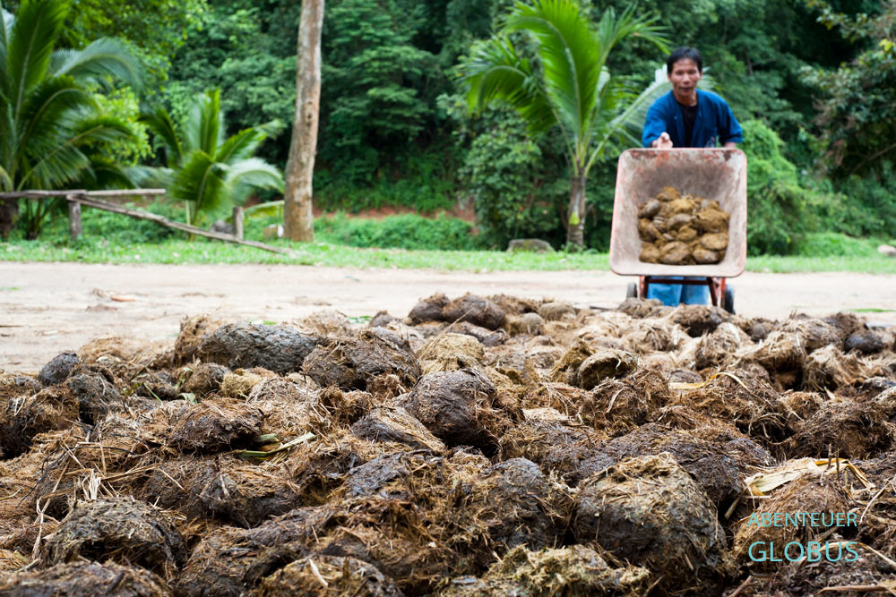 Im Schutzzentrum für Elefanten in Thailand sammelt ein Mahut Elefanten-Dung ein.