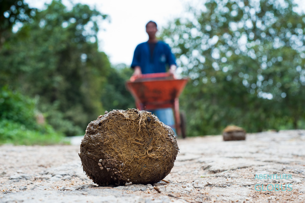 Mahuts (Elefantenpfleger) aus dem Thai Elephant Conservation Center sammeln den Elefanten-Mist ein und erhalten von jedem Tier etwa 50 Kilogramm pro Tag.