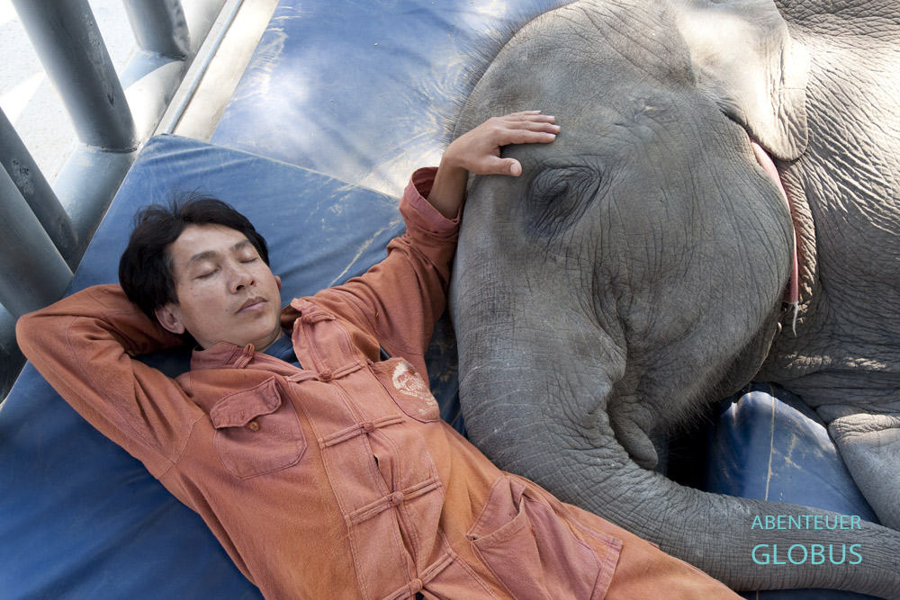 Tierpfleger Somchai hält mit Dauerpatientin Mosha ein Nickerchen im FAE Elephant Hospital, nahe Lampang in Nord-Thailand.