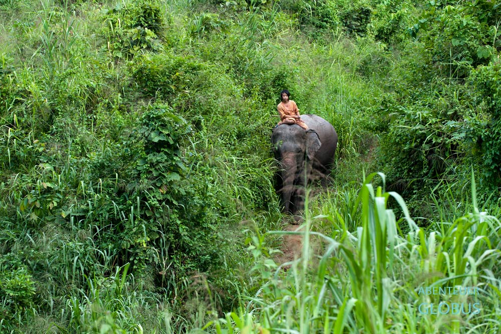 Tierpfleger Jame und Elefant Kannika machen einen Abendspaziergang nahe der Elefantenklinik. Das FAE's Elephant Hospital befindet sich in Nordthailand.