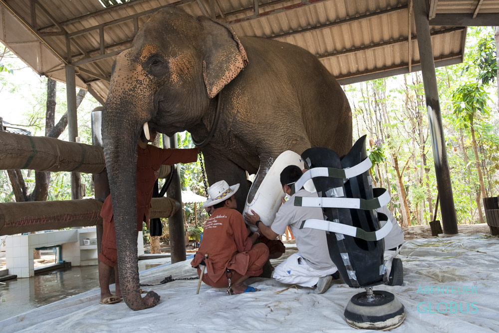 Elefantenkuh Motala bekommt mit Hilfe der Tierpfleger eine neue Beinprothese.
