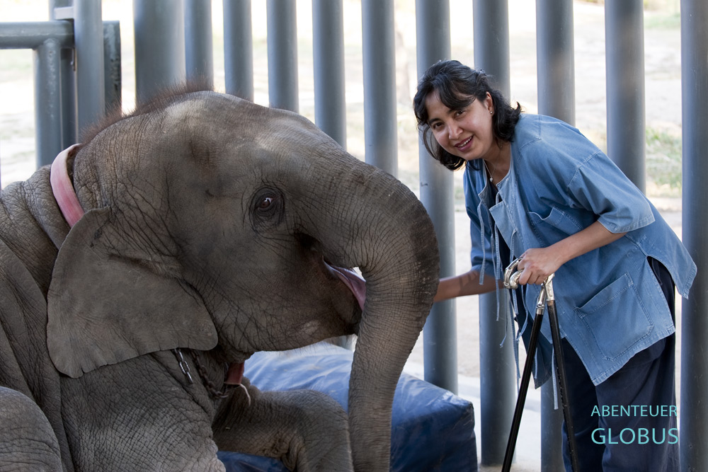 Tierschützerin Soraida Salwala, Gründerin der Elefantenklinik bei Lampang, streichelt das Elefantenmädchen Mosha.