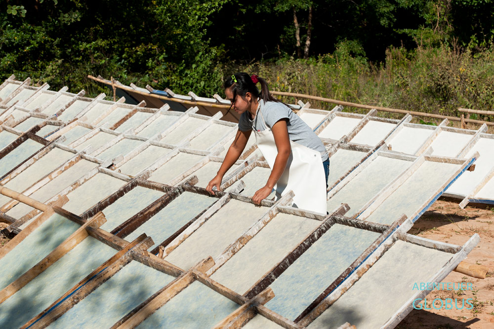 Im Thai Elephant Conservation Center Lampang trocknen die Papierblätter aus Elefanten-Mist in der Sonne.