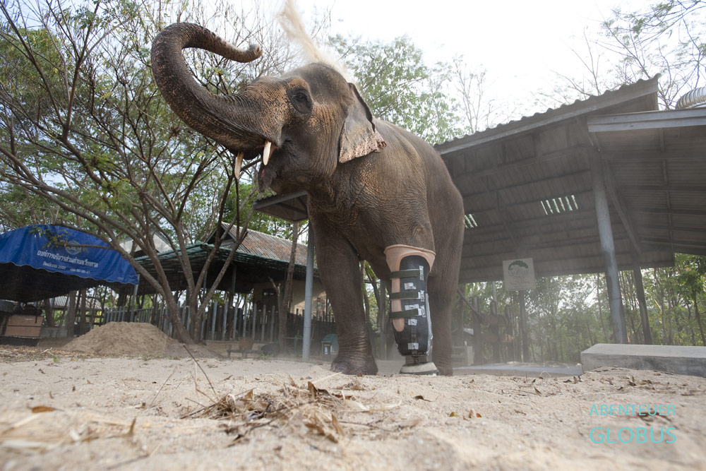 Elefant Motala mit Beinprothese im Gehege vom FAE Elephant Hospital bei Lampang im Norden von Thailand.