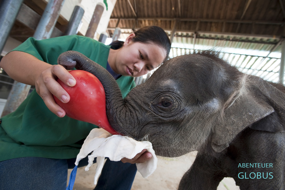 Tierärztin Dr. Cruetong Kayan kümmert sich liebevoll um das Elefantenbaby Dantae im FAE's Elephant Hospital in Lampang.