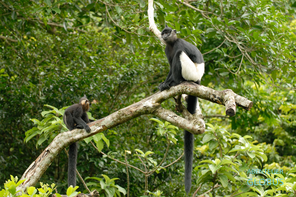 Delacour-Languren in der Semi-Anlage für Auswilderung. Das Endangered Primate Rescue Center befindet sich in der Provinz Ninh Binh in Vietnam.