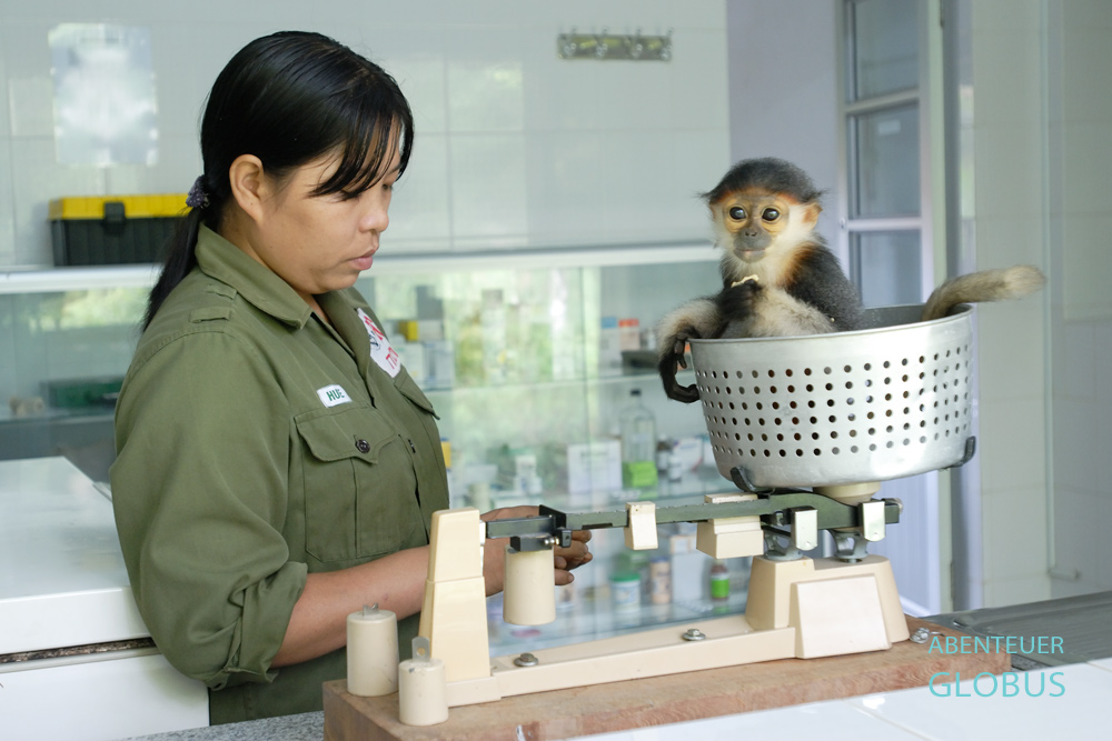 Cuc Phuong Nationalpark. Täglich prüft die Tierpflegerin das Gewicht im Endangered Primate Rescue Center der Rotschenkliges Kleideraffenbaby.