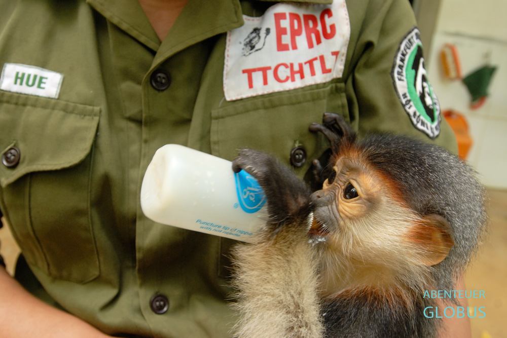 Cuc-Phuong-Nationalpark in Vietnam. In der Rettungsstation für gefährdete Primaten füttert eine Tierpflegerin ein Rotschenkligen Kleideraffenbaby.