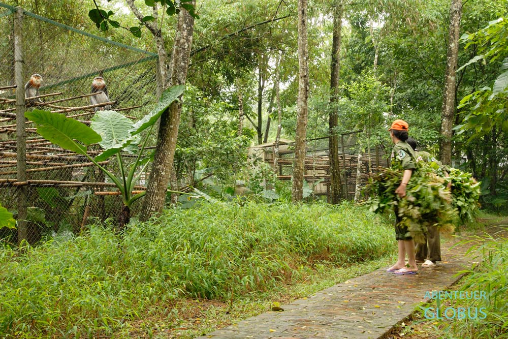 Cuc Phuong Nationalpark in Vietnam. Im Endangered Primate Rescue Center sind die Primaten, hier Rotschenklige Kleideraffen, in großflächigen Gehegen untergebracht.