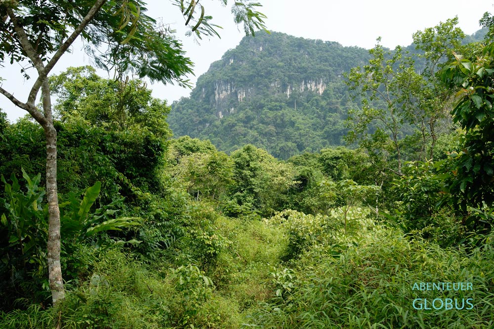 Vietnam, Provinz Ninh Binh. Das Endangered Primate Rescue Center im Cuc-Phuong-Nationalpark rettet und beschützt vom Aussterben bedrohte Primaten.