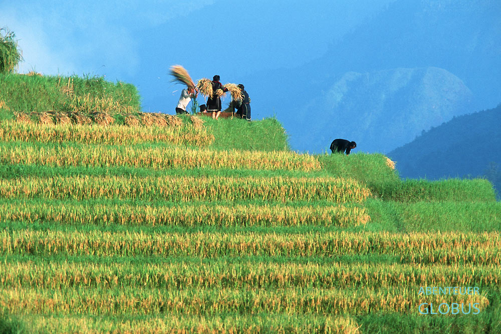 Bergvolk der Schwarzen Hmong auf einer Reisterrasse bei der Reisernte in Sapa