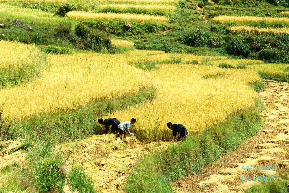 Frauen der Schwarzen Hmong bei der Reisernte auf einer Reisterrasse in Sapa