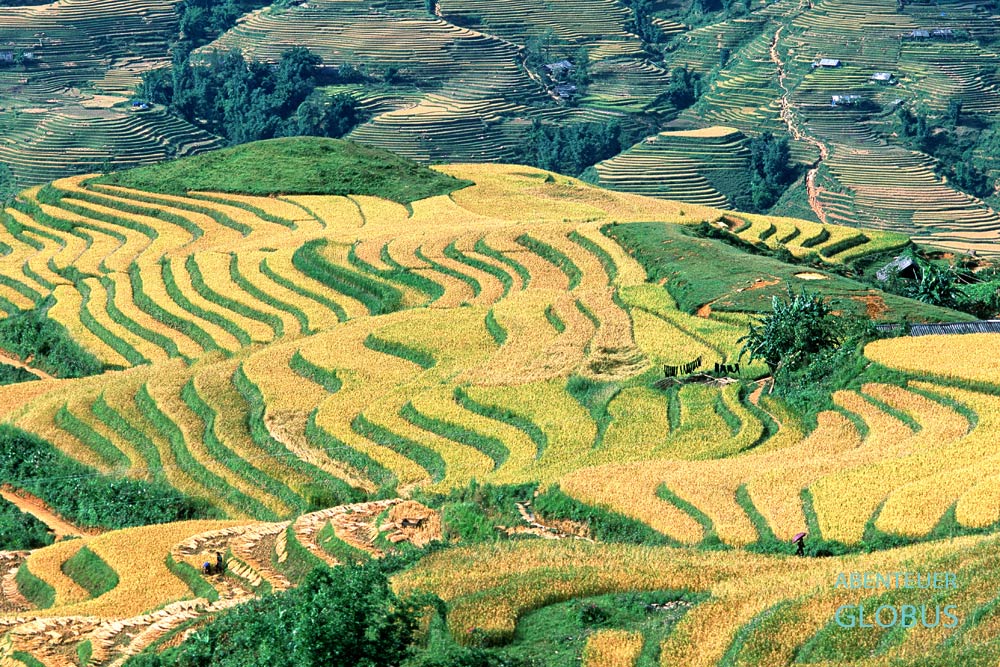 2 Wochen Nord Vietnam Rundreise, Reisterrassen in Sapa