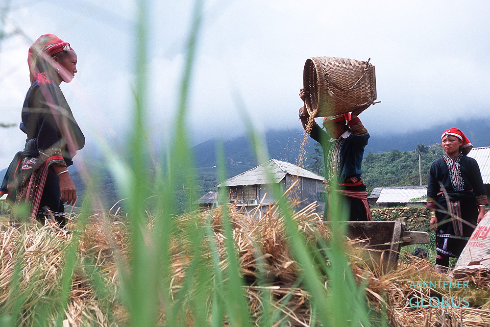 Frauen der Roten Dao trennen die Spreu vom Reis im Bergdorf Taphin.