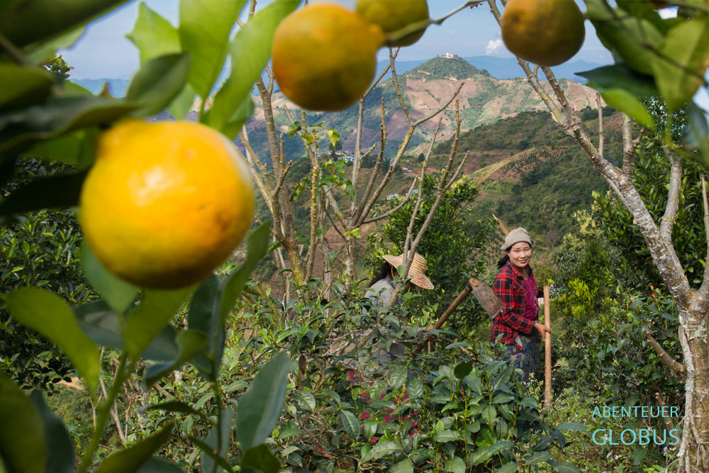 Diese Orangenplantagen liegen in den grünen Shan-Bergen westlich vom Bergort Kalaw in Myanmar.