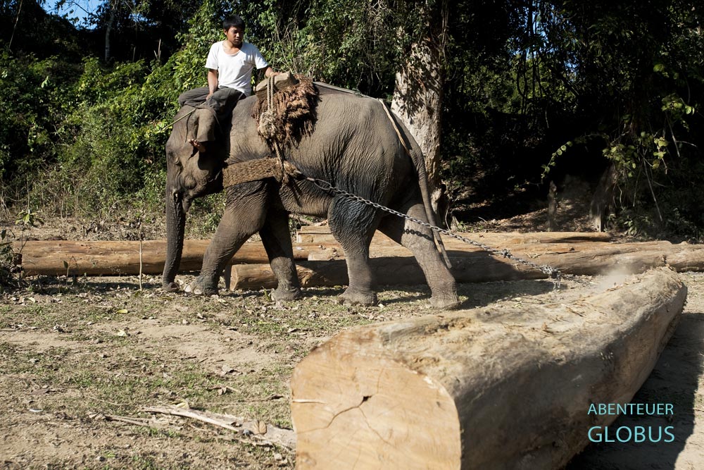 Nahe Toungoo können Touristen ein Elefantencamp besuchen und den Arbeitselefanten beim Stämme ziehen zusehen.