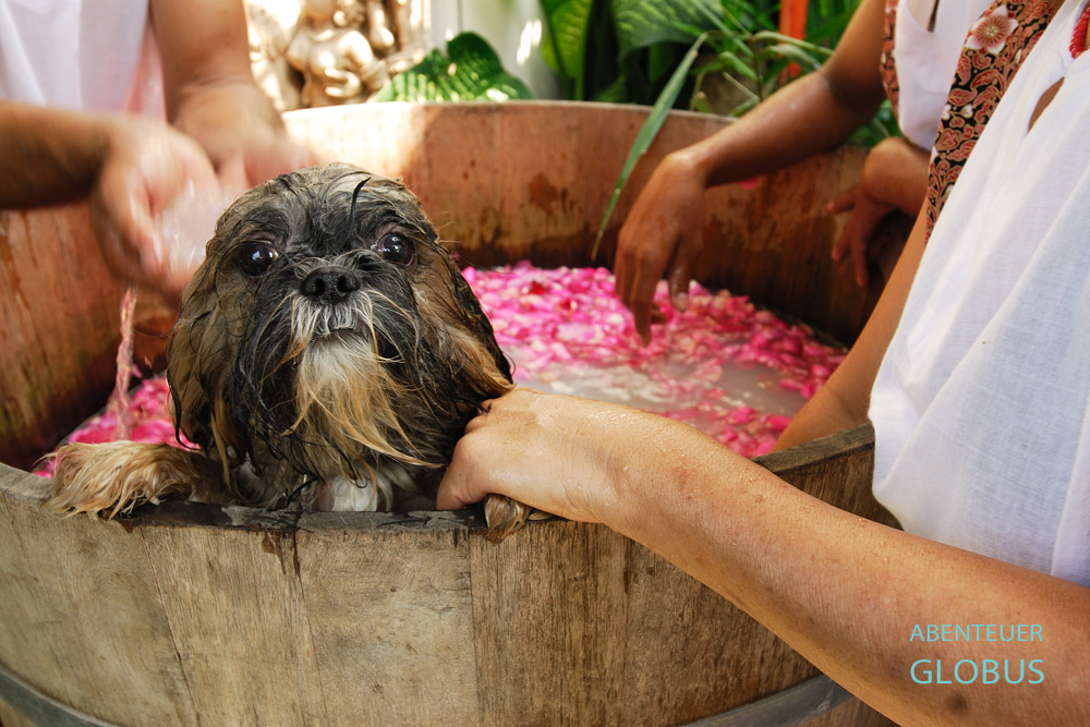 Ein Shih Tzu genießt das Rosenblütenbad im Indo Thai Dog Spa, ein Wellnesscenter für Hunde in Bangkok.