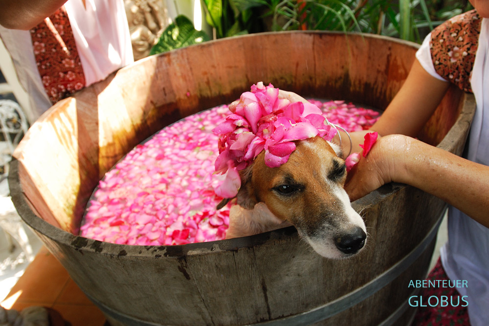 Im Bangkoker Indo Thai Dog Spa wird Vierbeiner Lucky mit einem Blütenbad verwöhnt.