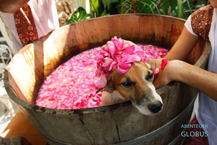 Im Bangkoker Indo Thai Dog Spa wird Vierbeiner Lucky mit einem Blütenbad verwöhnt.