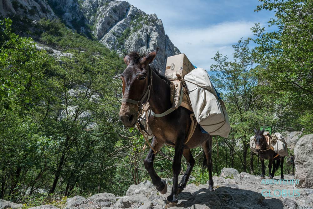 Lastesel tragen Güter zu den Berghütten im Paklenica Nationalpark in Kroatien