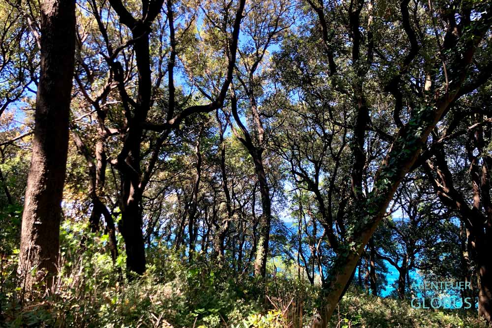 Insel Krk in Kroatien: Steineichenwald von Glavotok ist ein Naturschutzgebiet.