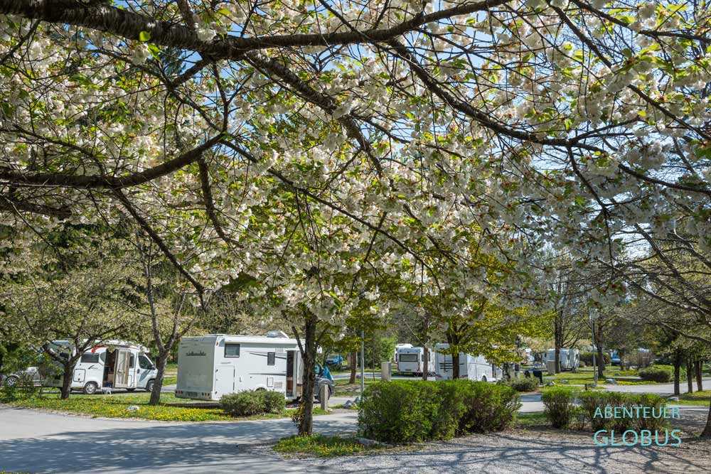 Bled in Slowenien: Im Frühling blühen die Obstbäume auf dem Campingplatz am Bleder See