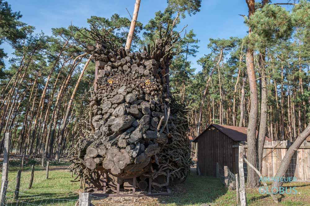 Spargel- und Erlebnishof in Klaistow, Beelitz, Land Brandenburg: Abbild des Windschweinkeilers Pinsel am Naturwildgehege