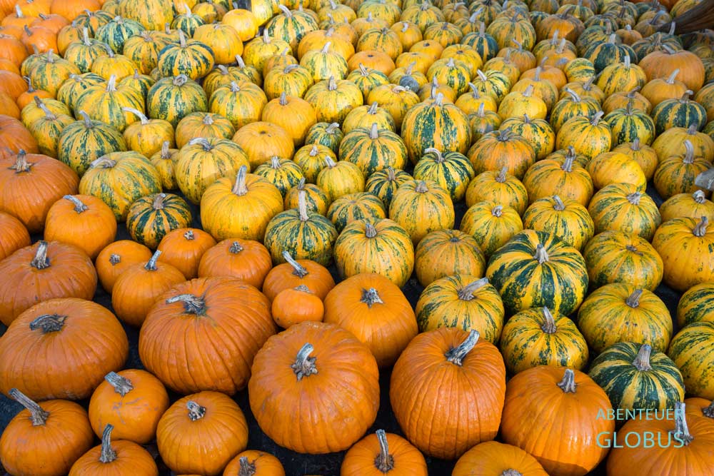Kürbisse im Spargelhof Klaistow in Beelitz im Land Brandenburg