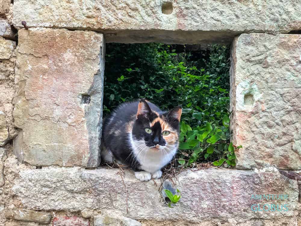 Katze an der Stadtmauer in Motovun in Istrien in Kroatien