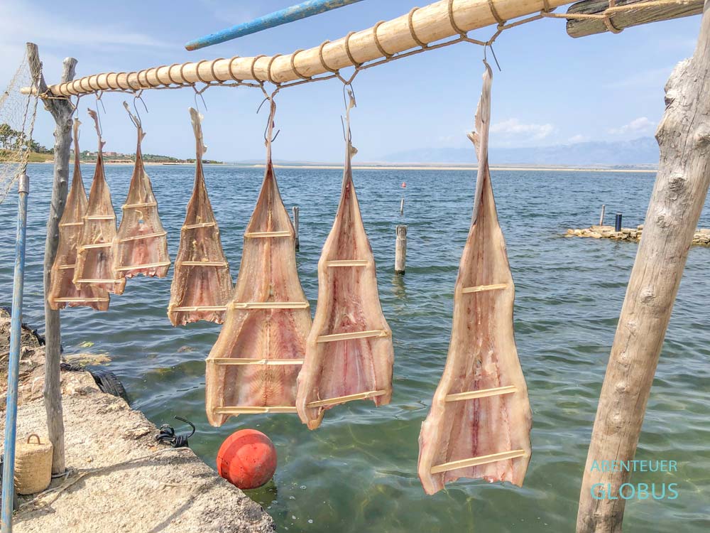 Fische trocknen an Holzgestellen im Hafen der Altstadt Nin 