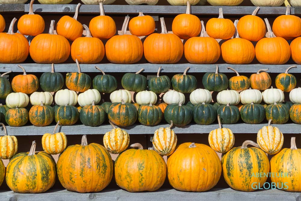 Auswahl an Kürbissen im Spargelhof Klaistow in Beelitz im Land Brandenburg